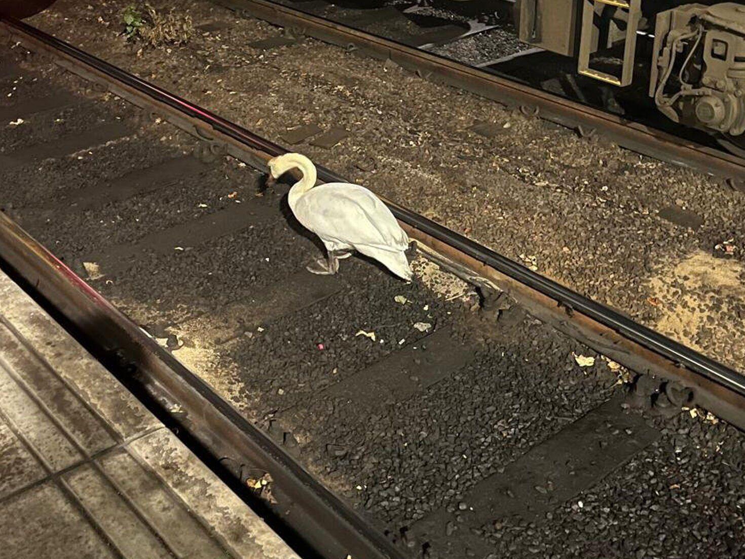 Cygnet failure? Trains cancelled due to swan on tracks